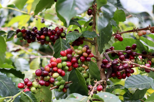 Sourced from the Best, Roasted in Nova Scotia, Packaged and Distributed in Prince Edward Island